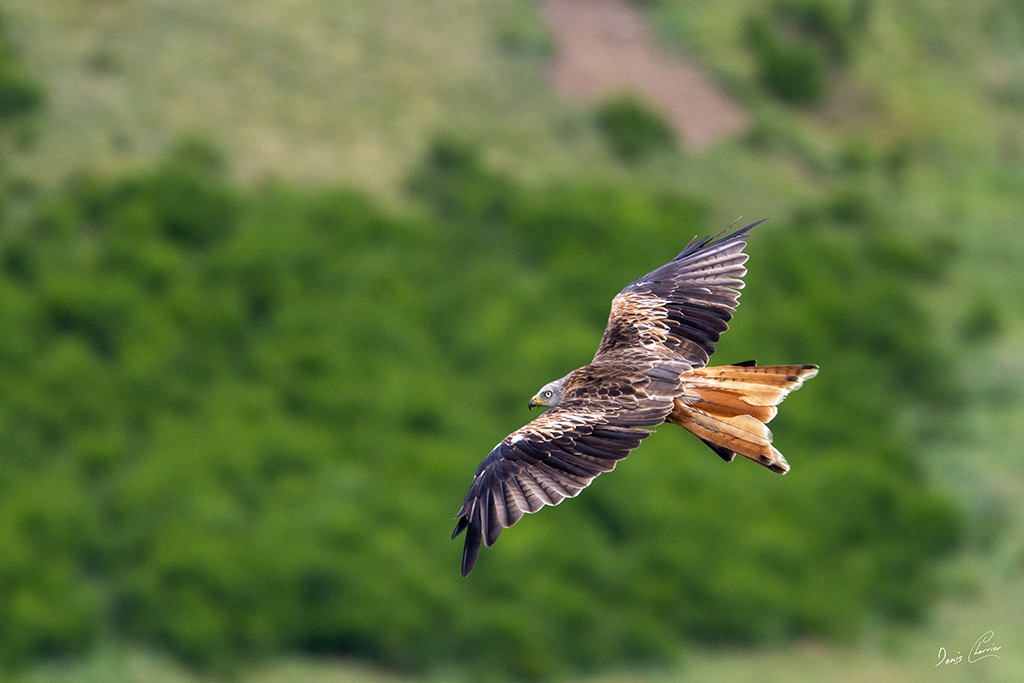 Milan royal au dessus de la Vallée de chaudefour